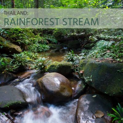 Thailand: Rainforest Stream - Album Cover