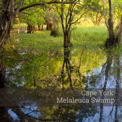 Melaleuca Swamp - Album Cover