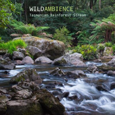 Tasmanian Rainforest Stream