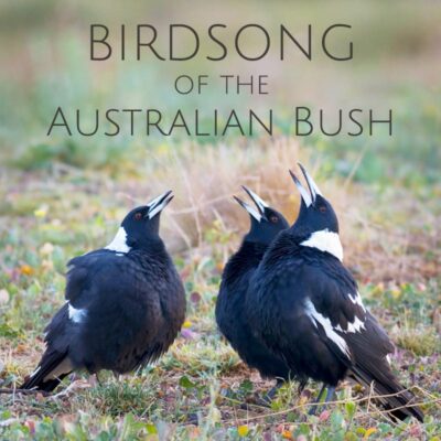 Birdsong of the Australian Bush - Album Cover