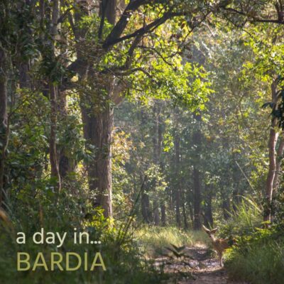 A Day in Bardia - Album Cover