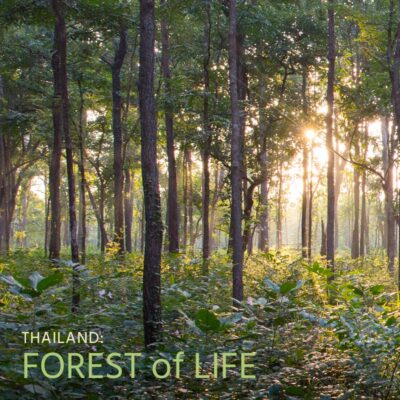 Thailand: Forest of Life - Album Cover