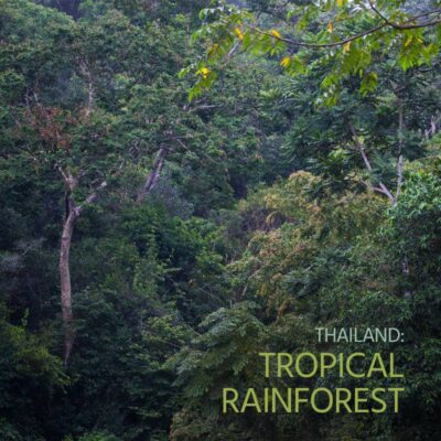 Thailand: Tropical Rainforest - Album Cover