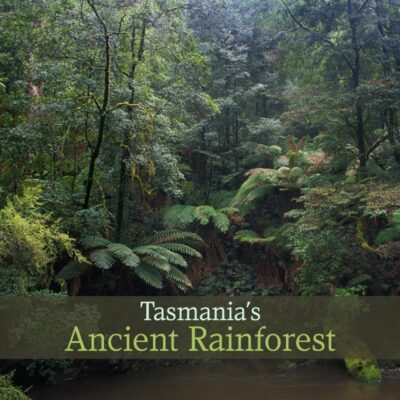 Tasmania's Ancient Rainforest - Album Cover