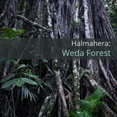 Halmahera: Weda Forest - Album Cover