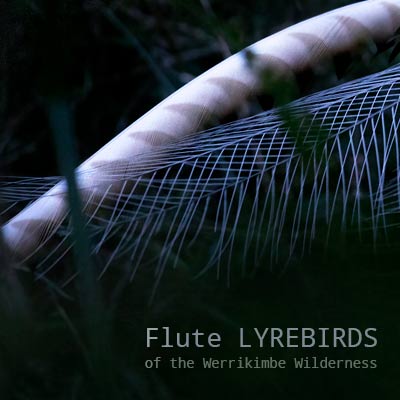 Flute Lyrebirds of the Werrikimbe Wilderness - Album Cover