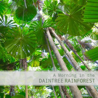 Daintree Rainforest - Album Cover