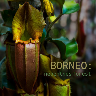 Borneo: Nepenthes Forest - Album Cover