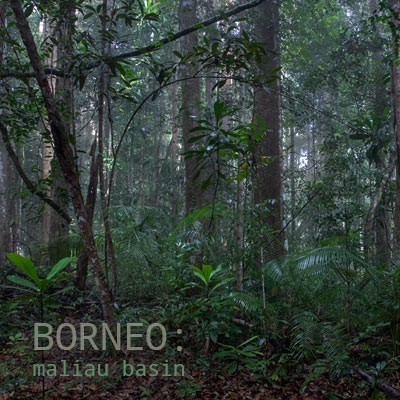 Borneo: Maliau Basin - Album Cover