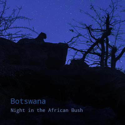 Botswana: Night in the African Bush - Album Cover